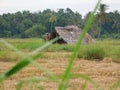 Paddy field Royalty Free Stock Photo